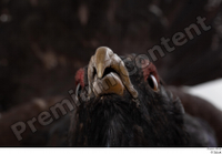  Western capercaillie beak mouth 0003.jpg